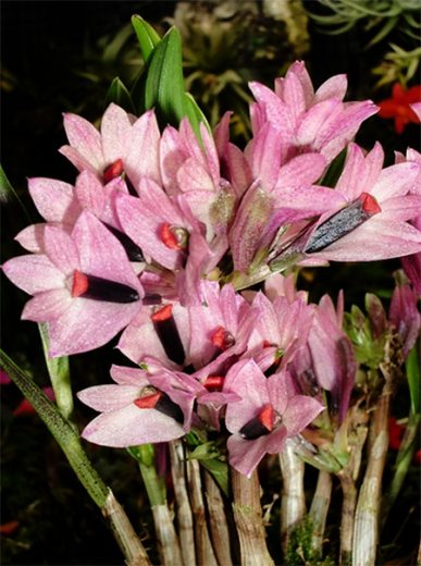 Dendrobium vexillarius Pink