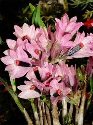 Dendrobium vexillarius Pink