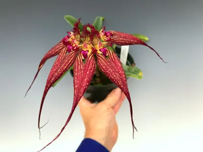 Bulbophyllum rothschildianum 'Red Chimney'