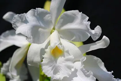Cattleya warscewiczii alba