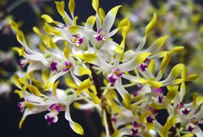 Dendrobium canaliculatum var tattonianum