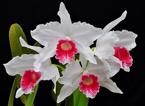 Laelia purpurata carnea 'Dorena'