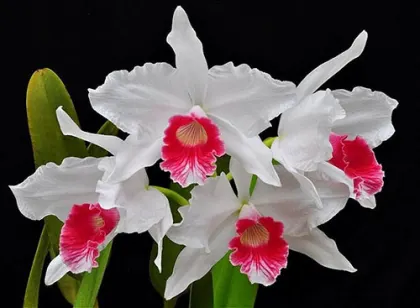 Laelia purpurata carnea 'Dorena'
