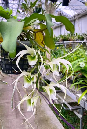 Aeranthes henricii