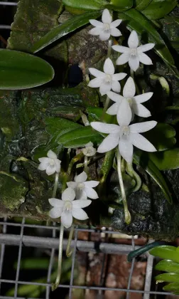 Aerangis calantha