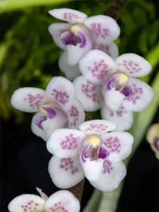 Chiloschista shanica