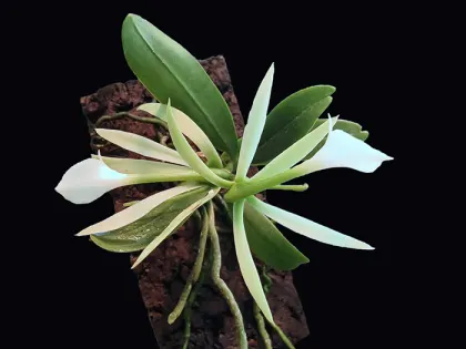 Ambrella longituba
