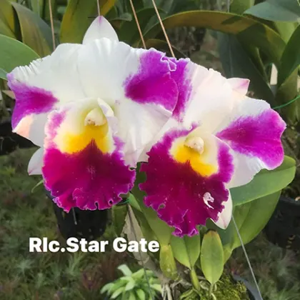 Rhyncholaeliocattleya Star Gate
