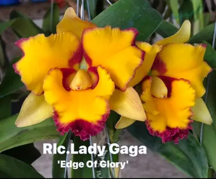 Rhyncholaeliocattleya Lady Gaga 'Edge of Glory'