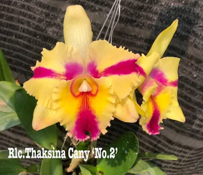 Rhyncholaeliocattleya Thaksina Candy '#2'