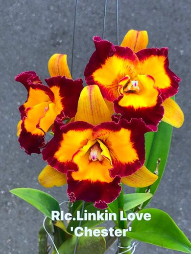 Rhyncholaeliocattleya Linkin Love 'Chester'