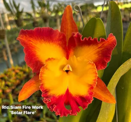 Rhyncholaeliocattleya Siam Fier Work 'Solar Flare'