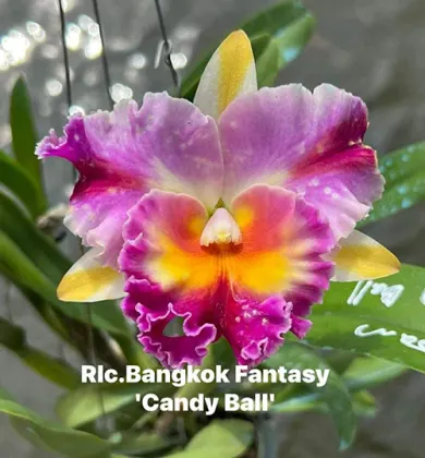 Rhyncholaeliocattleya Bangkok Fantasy 'Candy Ball'