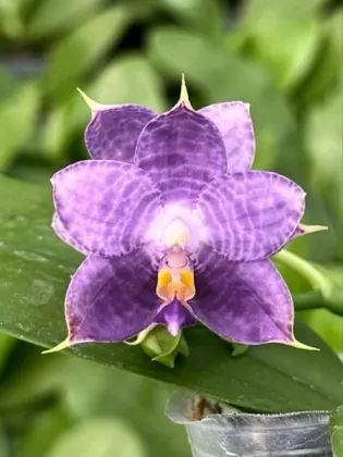 Phalaenopsis Mituo Purple Dragon 'Diamond Dust'