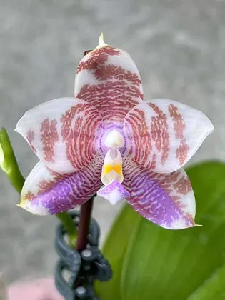Phalaenopsis Mituo Purple Oriole 'Fireworks'