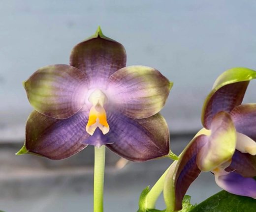 Phalaenopsis Mituo Blue Cat 'Rainy Night'