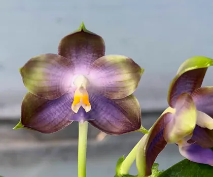 Phalaenopsis Mituo Blue Cat 'Rainy Night'