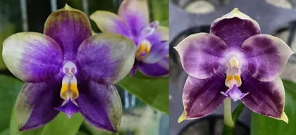Phalaenopsis Mituo Blue Smurfs x Mituo Speciosa Dragon