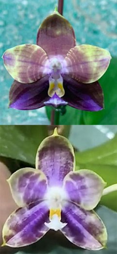 Phalaenopsis Mituo Speciosa Dragon x Mituo Obsidian 'Pluto'