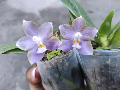 Phalaenopsis Mituo Blue Cat 'Azure Mushroom'