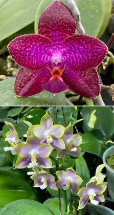 Phalaenopsis (Miro Supper Star 'MO198' x LD Sun Dragon 'MO98') x Mituo Reflex Dragon 'Blue -2'