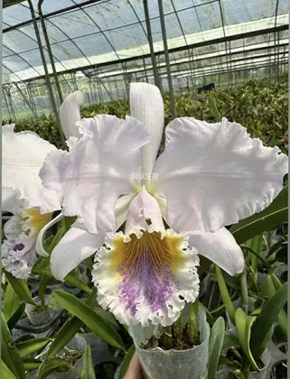 Cattleya Intertexta (Cattleya mossiae coerulea x Cattleya warnei coerulea)