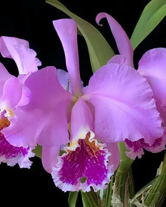 Cattleya mossiae tipo