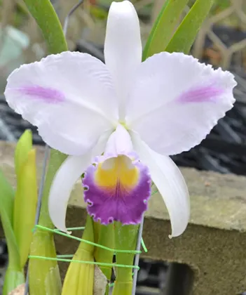 Cattleya trianae coerulea 'Blue Spring'