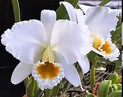 Cattleya percivaliana var alba 'Canaima's Malandro' x self