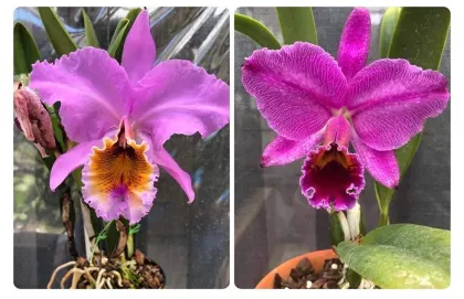 Cattleya percivaliana (suave x concolor) x percivaliana fma marmorada