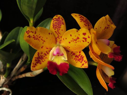 Rhyncholaeliocattleya Dendi's Gem 'Diamond Orchids' HCC/ AOS