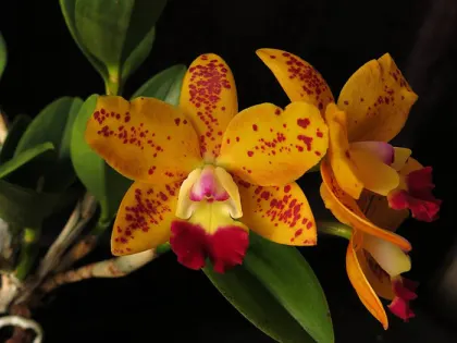Rhyncholaeliocattleya Dendi's Gem 'Diamond Orchids' HCC/ AOS