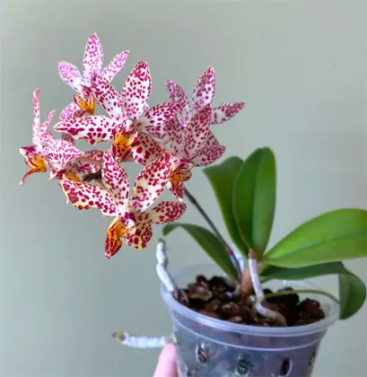 Renanthopsis Chienlung Star River 'Dragon Head'