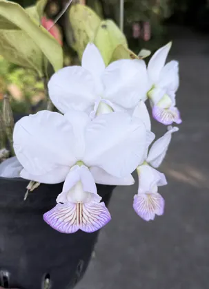 Cattleya nobilior fma semi-alba 'Rou Su Ming 'SM/TOGA