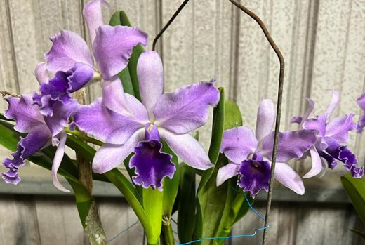 Cattleytonia Mary Elizabeth Bohn 'Royal Flare' AM/AOS