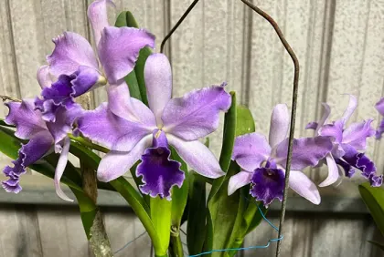 Cattleytonia Mary Elizabeth Bohn 'Royal Flare' AM/AOS