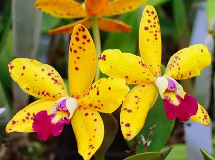 Cattleya Jungle Elf 'Cheryl Isobee'