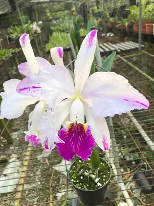 Cattleya mossiae semi-alba pincelada x self