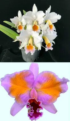 Cattleya percivaliana albescens x percivaliana pelorica 'Hercules'