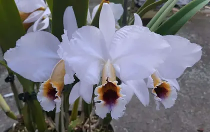 Cattleya percivaliana coerulea x self