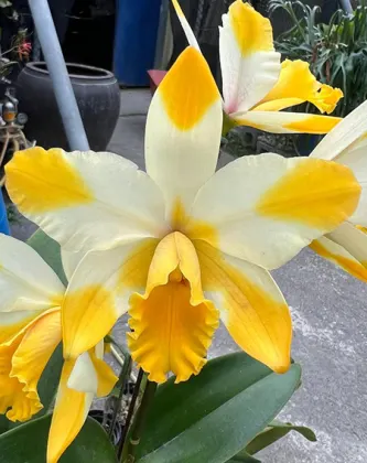 Rhyncholaeliocattleya Kyle 'Heart of Gold'