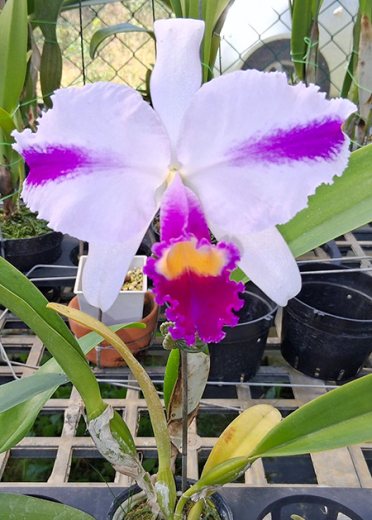Cattleya trianae splash 'Vi-Wish' x 'Milinda'