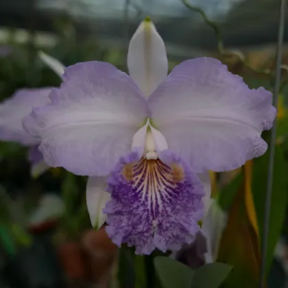 Cattleya lueddemanniana coerulea flamea 'Samurai Blue' (rubra flamea 'Grand Odyssey' x coerulea flamea)