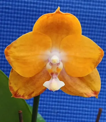 Phalaenopsis Chian Xen Gold x Hawaii Dragon Gir