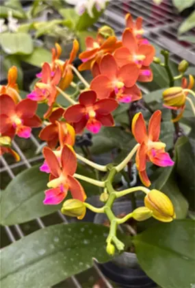 Phalaenopsis Chiali Little Gold x Yushan Little Orange