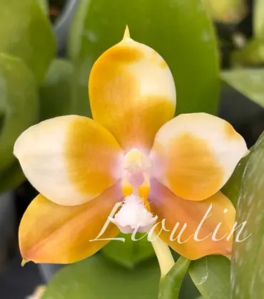 Phalaenopsis Lioulin L Tit