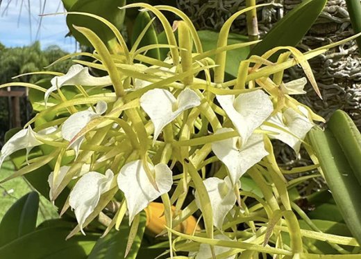 Brassavola subulifolia