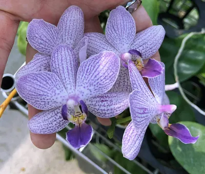 Phalaenopsis Lioulin G Lip x Lioulin Blue Parrot (D2)