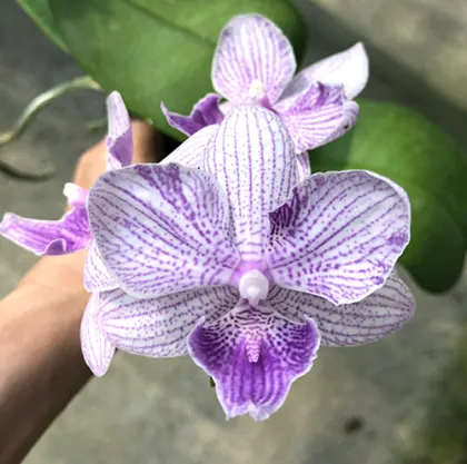 Phalaenopsis Lioulin Blue Parrot x LL Purple Beta (D6)