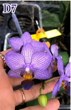 Phalaenopsis Lioulin Blue Parrot x LL Purple Beta (D7)